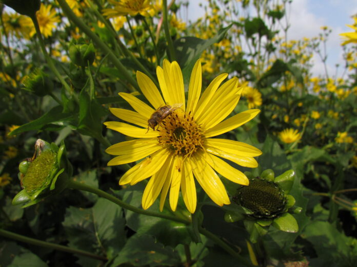 Cup-plant-outperforms-silage-maize-as-a-sustainable-bioenergy-crop.jpg