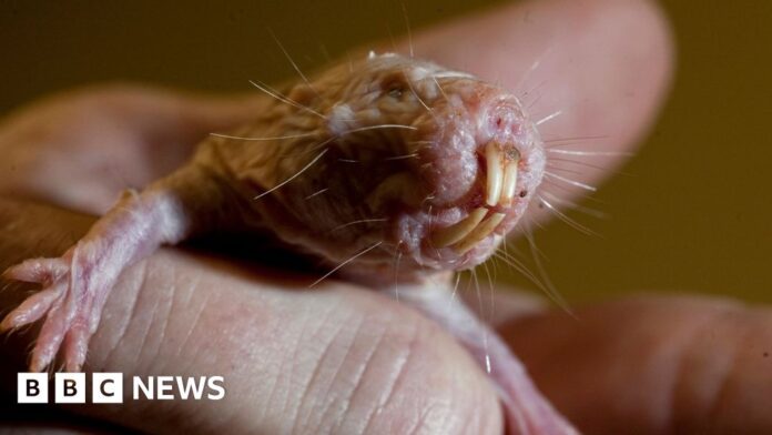 Naked-mole-rats-reveal-genetic-secret-to-long-life.jpg