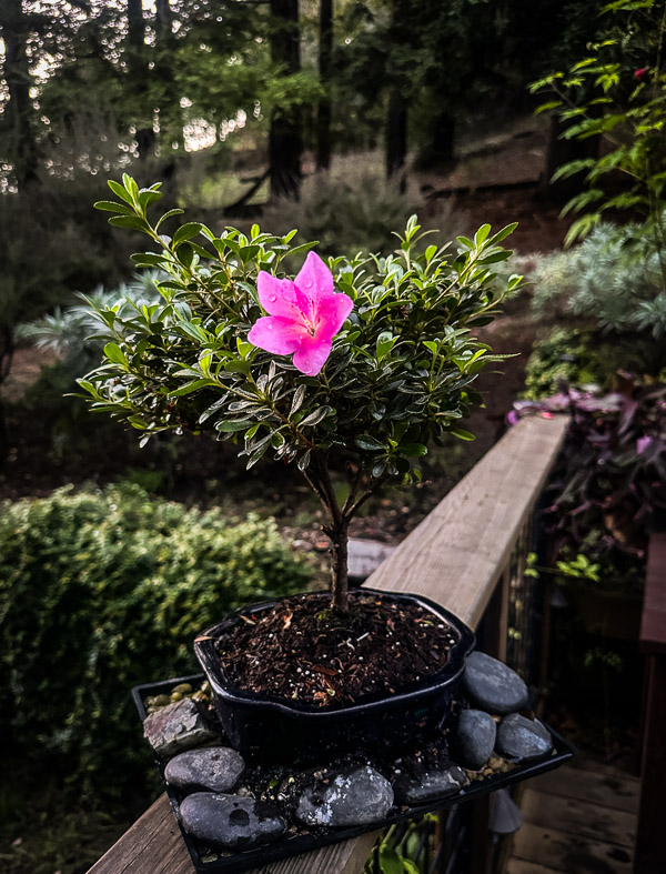 My Everyday Life Week 47 of 2025- Tracy Benjamin of Shutterbean.com