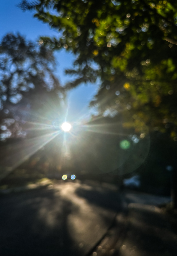 My Everyday Life Week 47 of 2025- Tracy Benjamin of Shutterbean.com