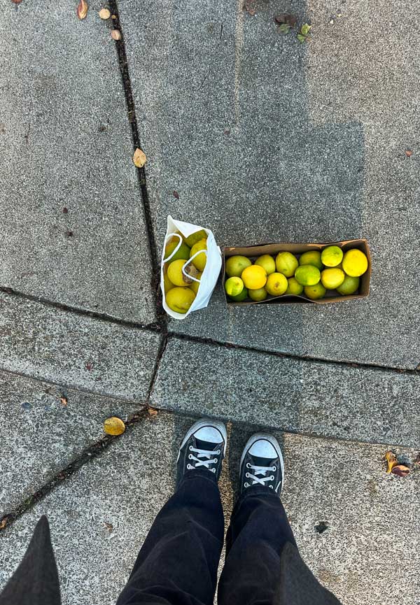 My Everyday Life Week 47 of 2025- Tracy Benjamin of Shutterbean.com