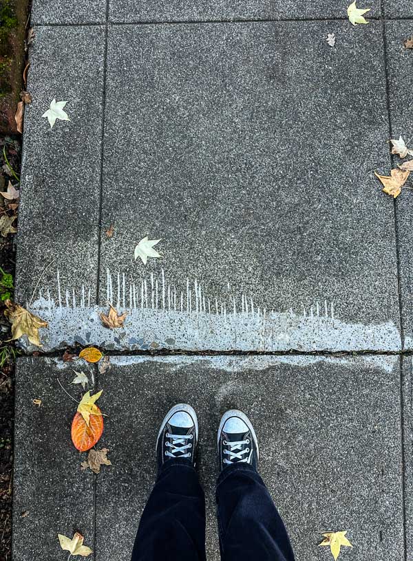 My Everyday Life Week 47 of 2025- Tracy Benjamin of Shutterbean.com