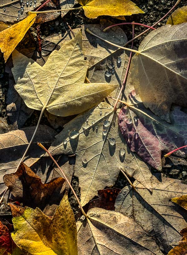 My Everyday Life Week 47 of 2025- Tracy Benjamin of Shutterbean.com