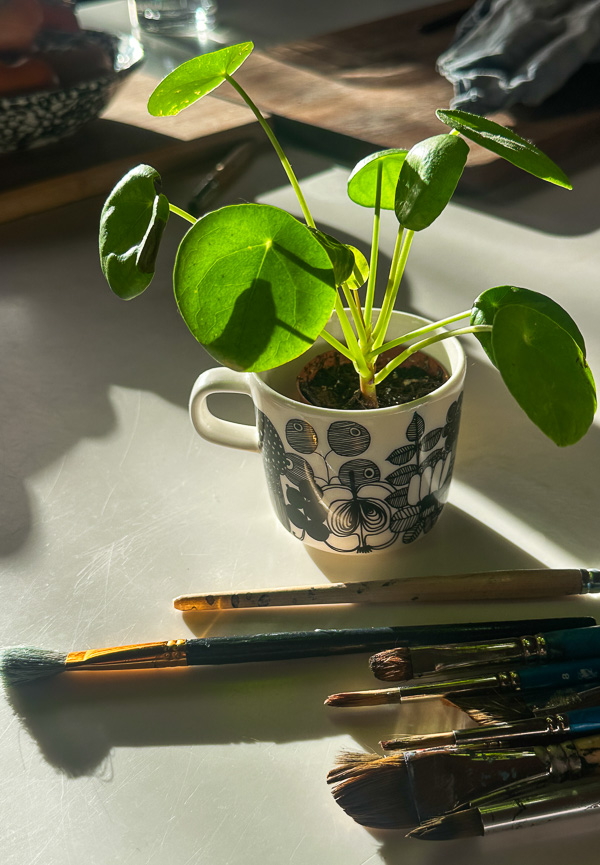 My Everyday Life Week 47 of 2025- Tracy Benjamin of Shutterbean.com