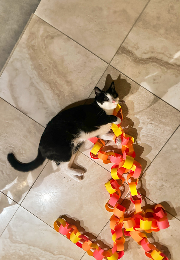 My Everyday Life Week 47 of 2025- Tracy Benjamin of Shutterbean.com