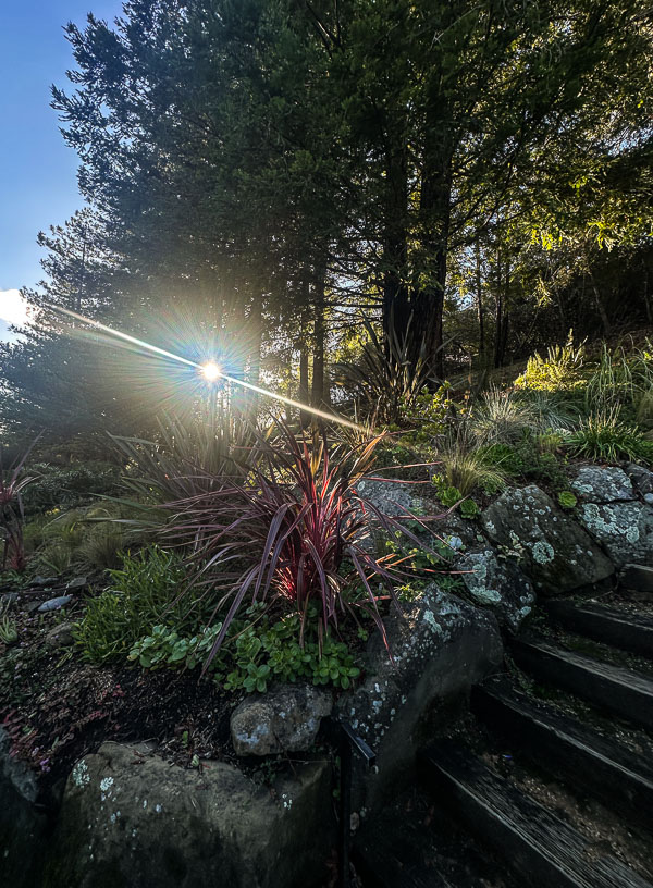 My Everyday Life Week 47 of 2025- Tracy Benjamin of Shutterbean.com