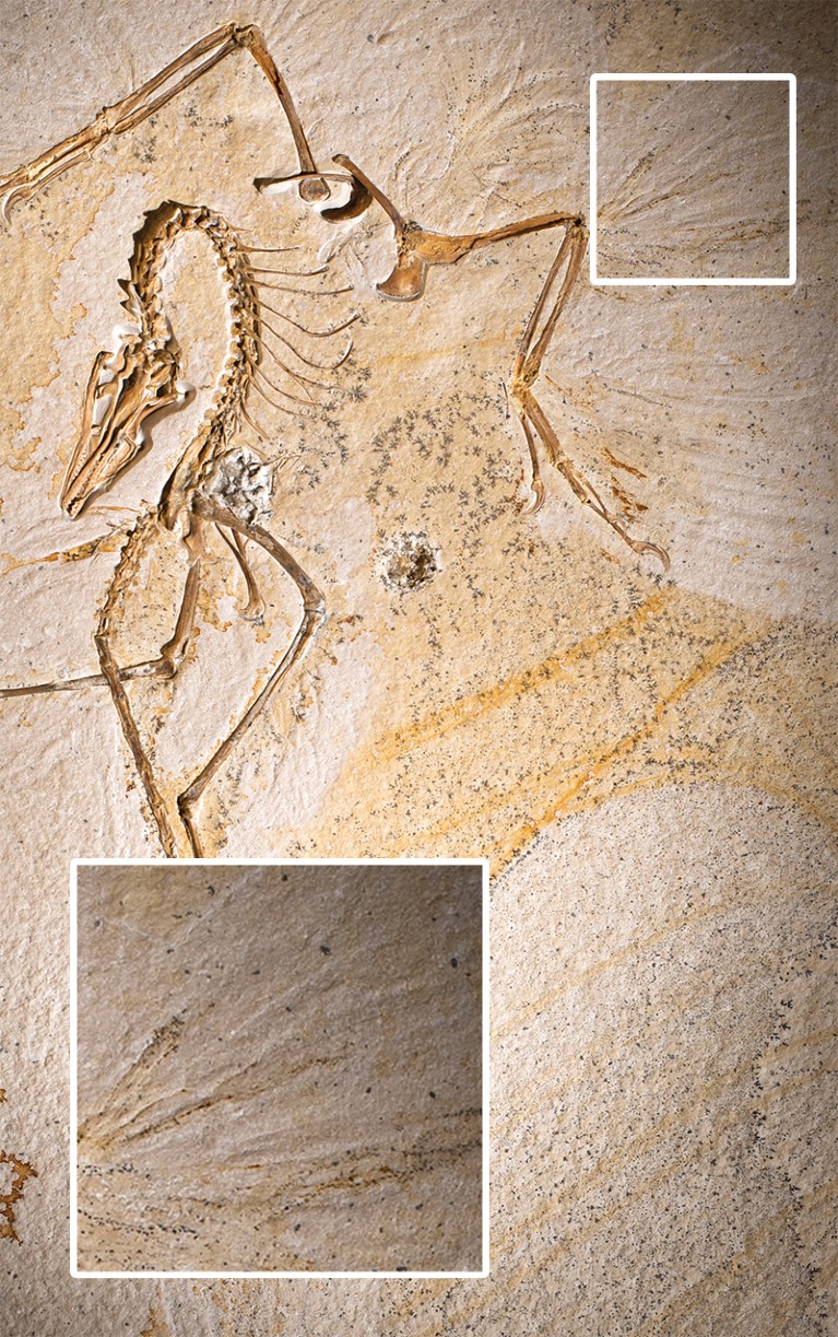 A photograph of almost entire fossilised Archaeopteryx remains embedded in beige rock. There is a section of tertial feathers shown in an inset box, zoomed in to show the fossilised feather detail.